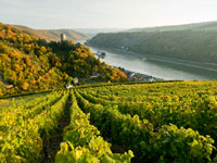 In den 30er Jahren war der Anbau von roten Rebstöcken an der Mosel verboten.