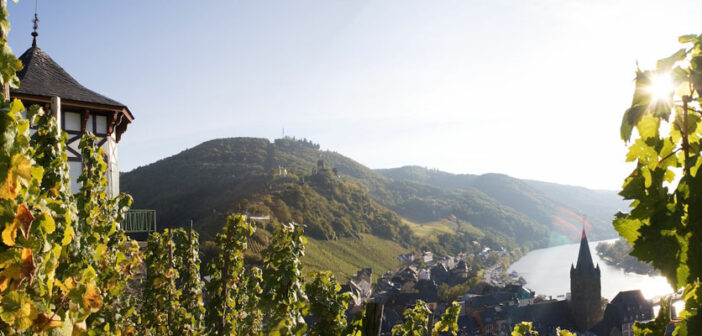 An der Mosel wird hauptsächlich Weißwein angebaut, bei Ihrer Weinreise werden Sie jedoch auch rote Rebstöcke finden.