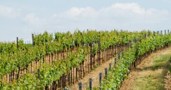 Weingut Saaler aus Saulheim: Erfolg in München