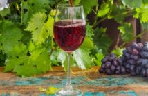 Pinot Noir: Alles Wissenswerte zur Rotweinsorte