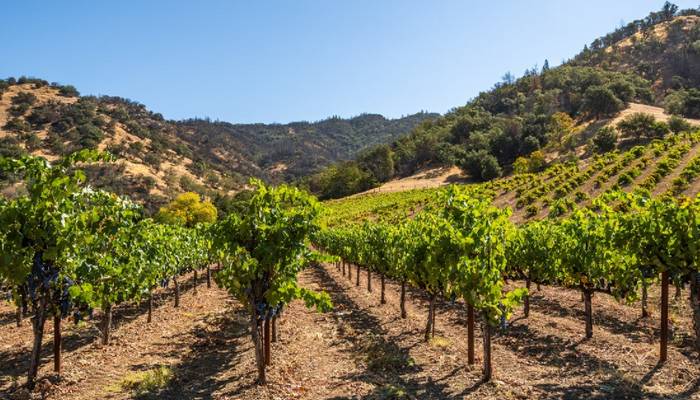 Nördlich von Kalifornien liegt ein Gebiet, das ebenfalls für den Weinanbau in den Vereinigten Staaten bedeutsam ist: der Bundesstaat Oregon. ( Foto: Adobe Stock-Gary Saxe )